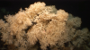 In the present-day, the cold-water coral reefs of the Mediterranean are mainly formed by the species Madrepora oculata and partly Desmophyllum pertusum / Cabliers reef - SHAKE Cruise.